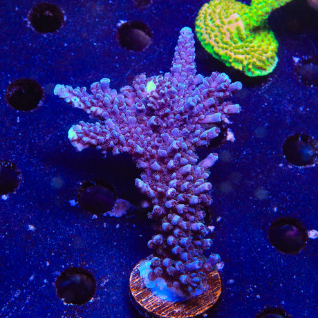 ARC Fireworks Acropora Coral