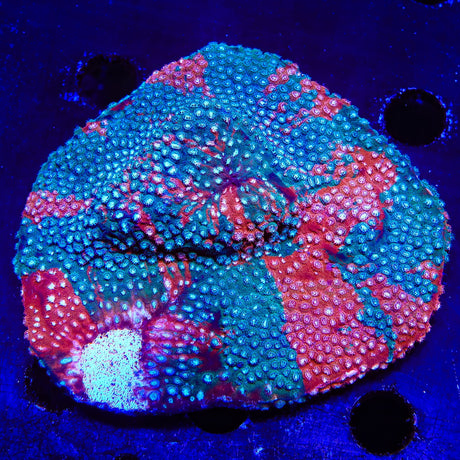 JF Fender Bender Cyphastrea Coral Colony