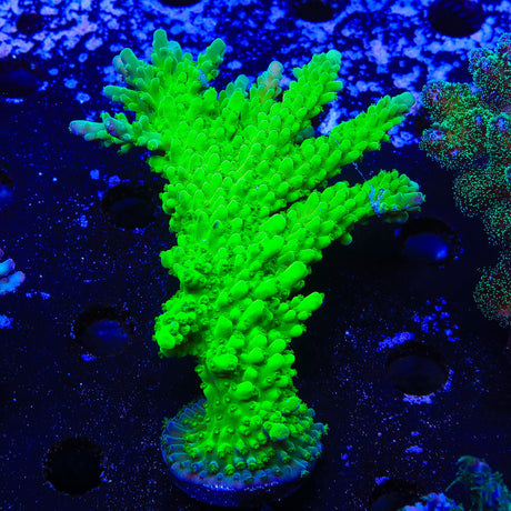 ORA Frogskin Acropora Coral