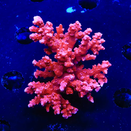 JF TNT Anacropora Coral