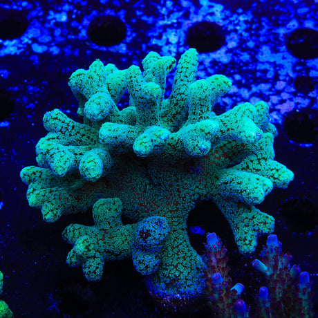 TSA Fuzzy Birdsnest Coral