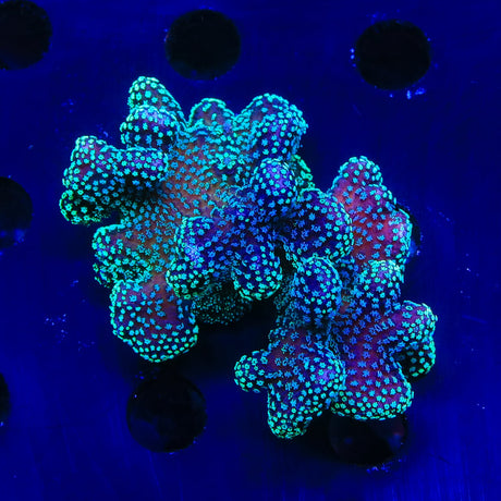 ORA Stellar Stylophora Colony Coral