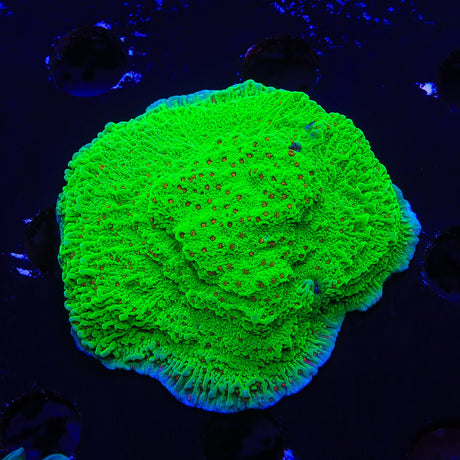 Seasons Greeting Montipora Colony Coral