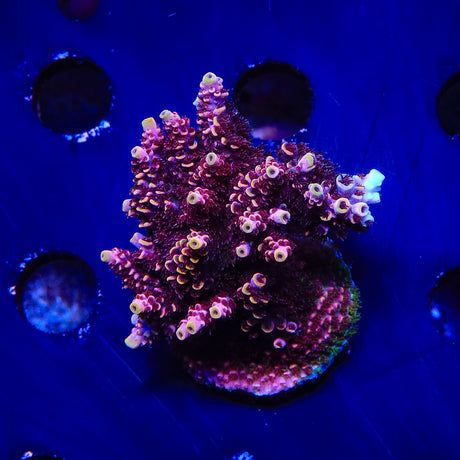 TSA Fruity Pebbles Acropora Colony Coral