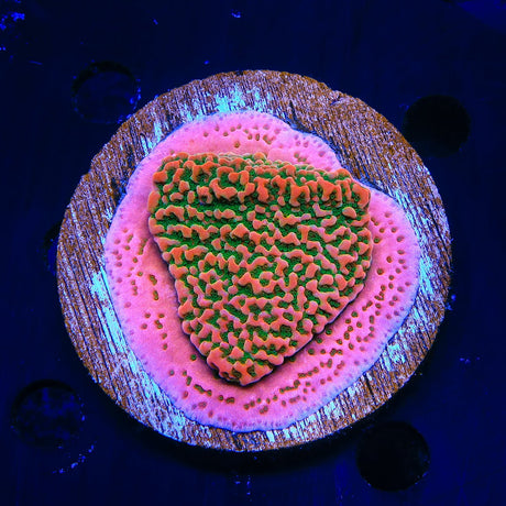 WWC Cherry Tree Montipora Colony Coral