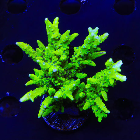 CB The Thing Anacropora Colony Coral