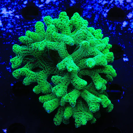 TSA Fuzzy Birdsnest Colony Coral