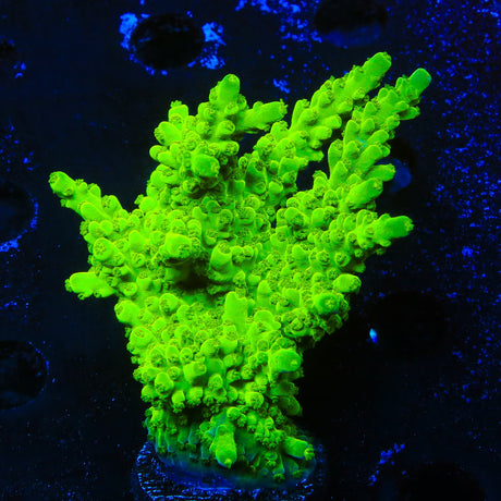 ORA Frogskin Acropora Colony Coral