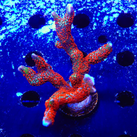 Forest Fire Digitata Montipora Colony Coral