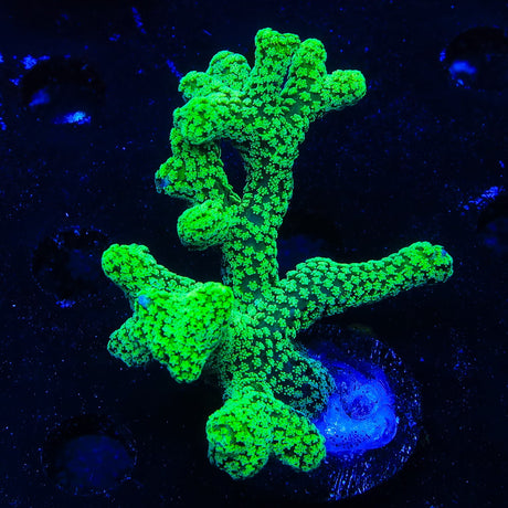 TSA Neon Green Birdsnest Coral