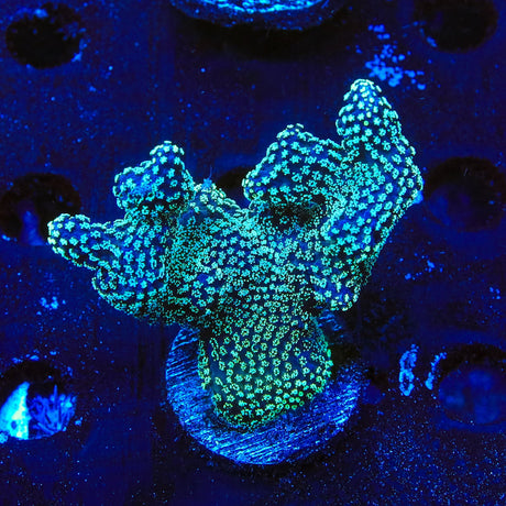 ORA Stellar Stylophora Coral