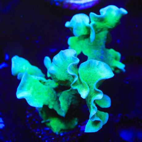 ORA Mint Pavona Coral