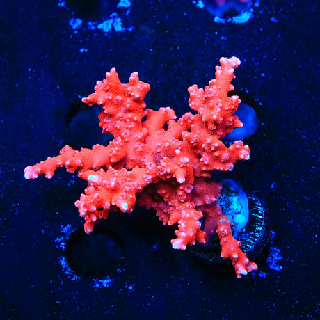 JF TNT Anacropora Colony Coral