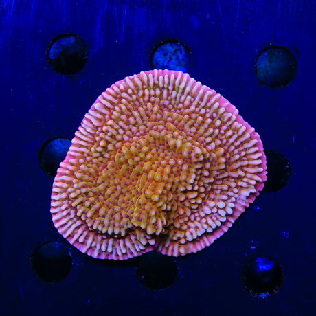 Jedi Mind Trick Montipora Coral