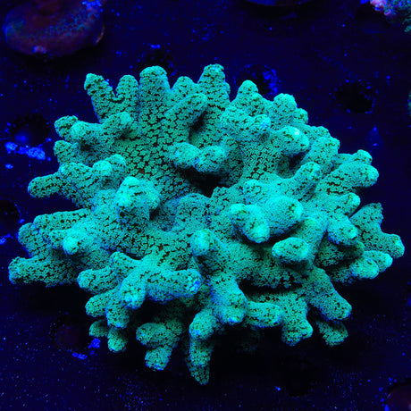 TSA Fuzzy Birdsnest Coral