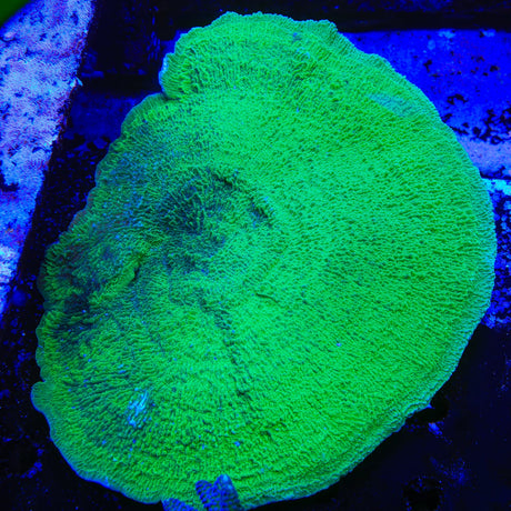 Green Montipora Cap Coral