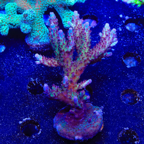 Vivids Rainbow Delight Acropora Coral