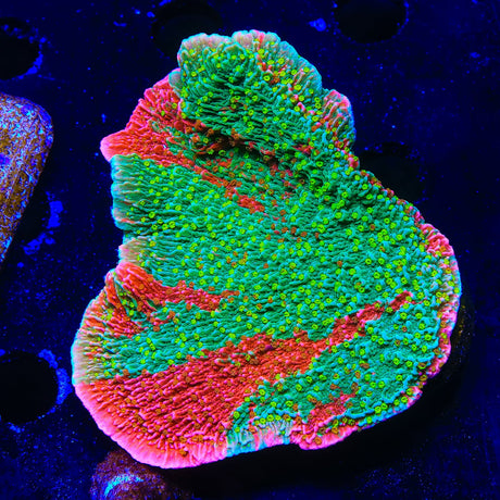 Premium WWC Sunfire Montipora Cap Coral