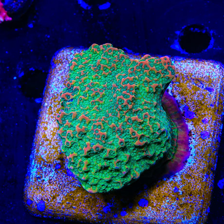 WWC Cherry Tree Montipora Coral