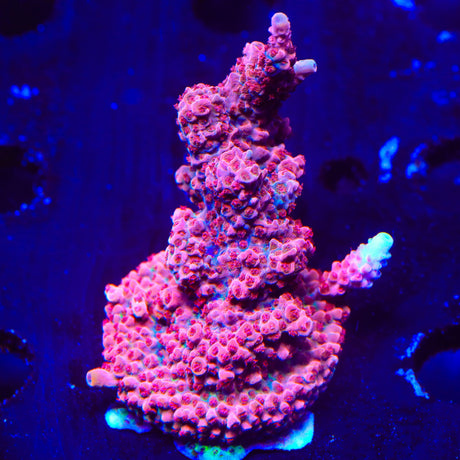 CB Maleficent Acropora Coral