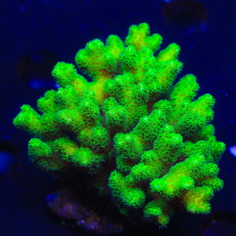 Neon Green Pocillopora Colony Coral