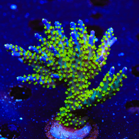 TSA Sour Patch Acropora Colony Coral