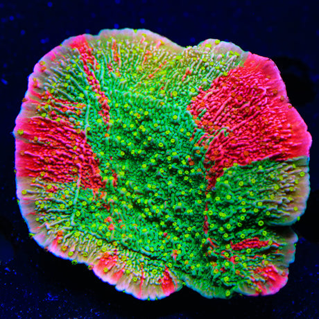 Premium WWC Sunfire Montipora Cap Colony Coral