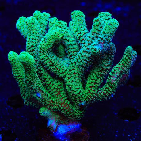 Green Birdsnest Colony Coral