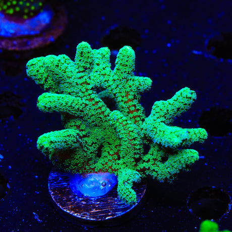 TSA Nuclear Fusion Montipora Cap Colony Coral