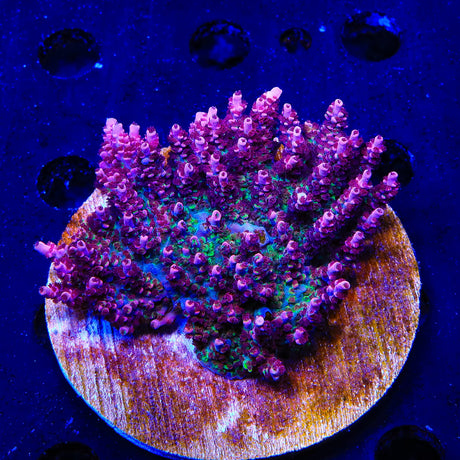 TSA Fruity Pebbles Acropora Colony Coral