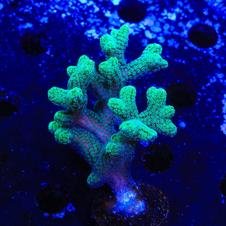 Green Birdsnest Coral