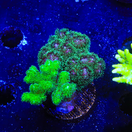 TSA Double Trouble Pocillopora Coral