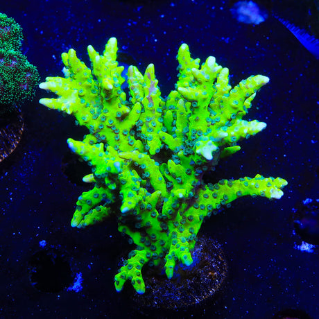 CB The Thing Anacropora Coral