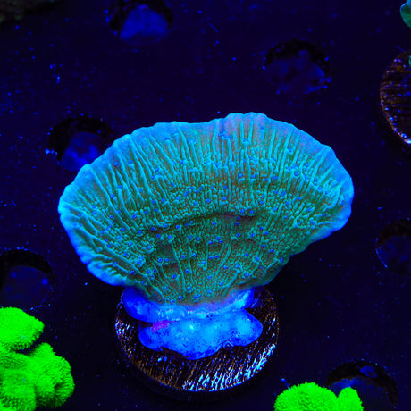 ORA Supernatural Montipora Cap XL Frag Coral