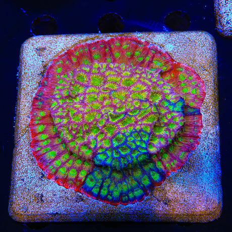 JF Fairy Ring Favia Colony Coral