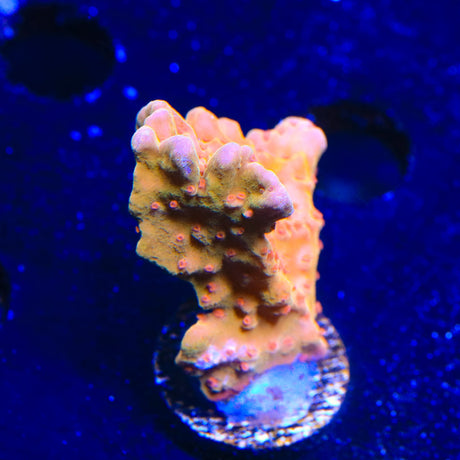 TSA Orange Peel Setosa Montipora Coral