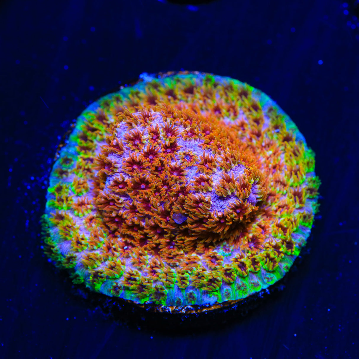 WWC Skittles Bomb Cyphastrea Coral - Top Shelf Aquatics
