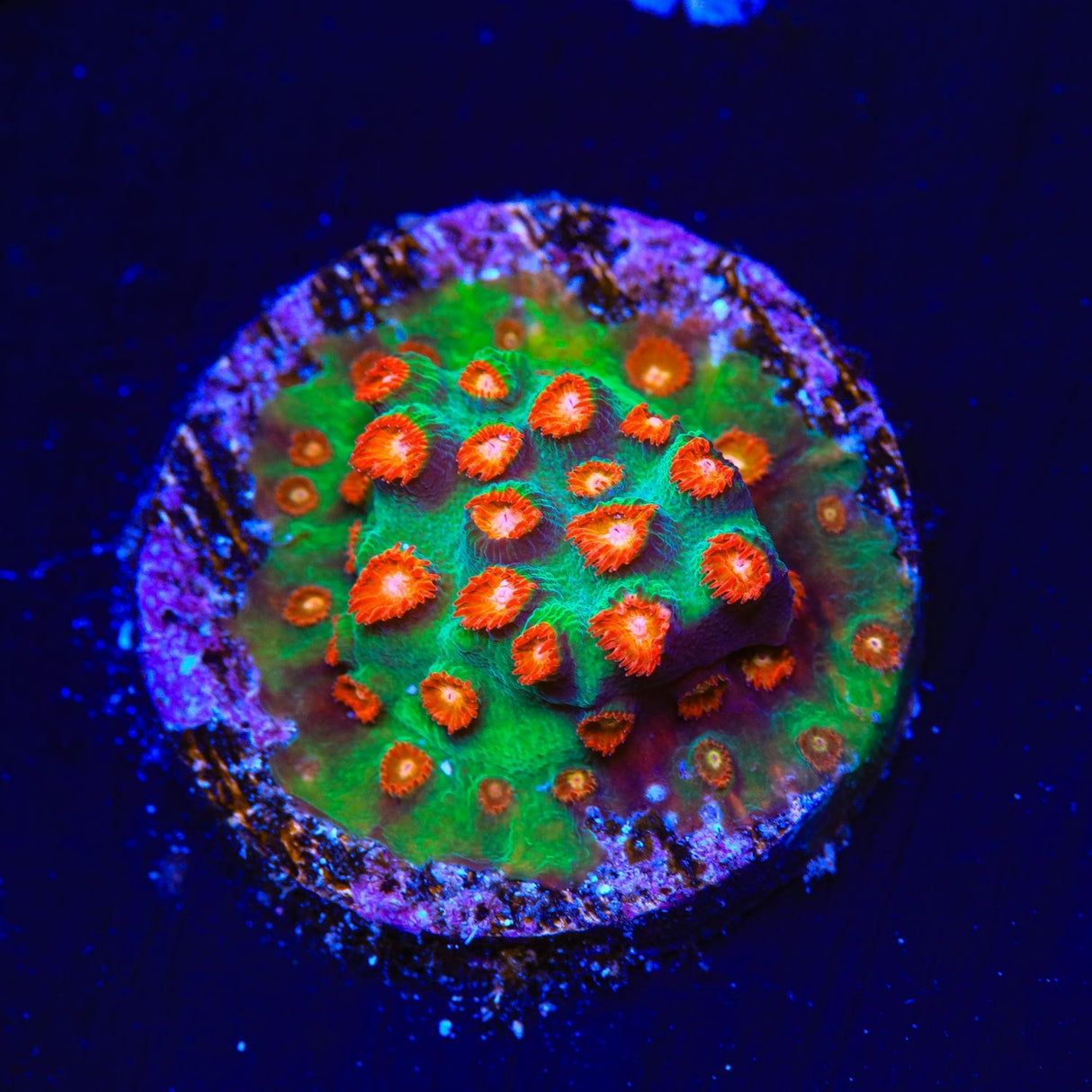 WWC Jingle Bells Cyphastrea Coral