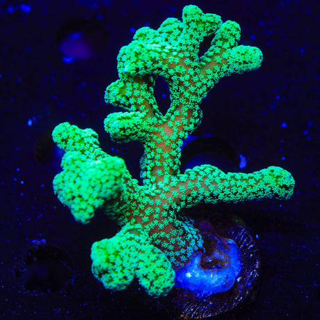 Green Birdsnest Coral