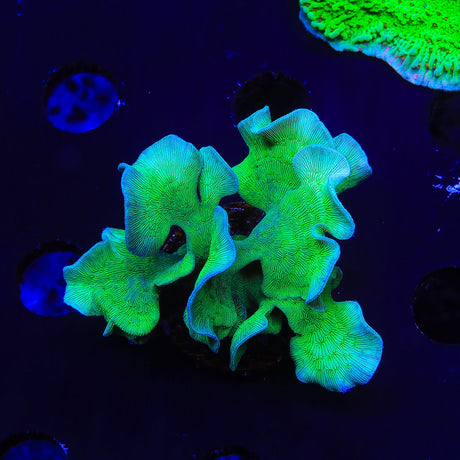 ORA Mint Pavona XL Frag Coral