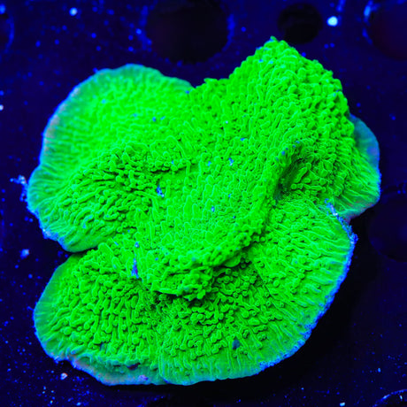 Green Montipora Cap Coral