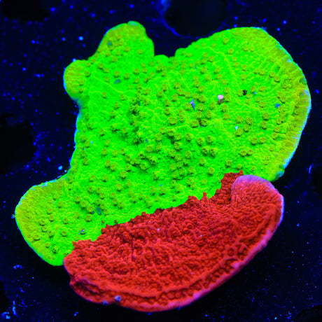 TSA Nuclear Fusion Montipora Cap Coral