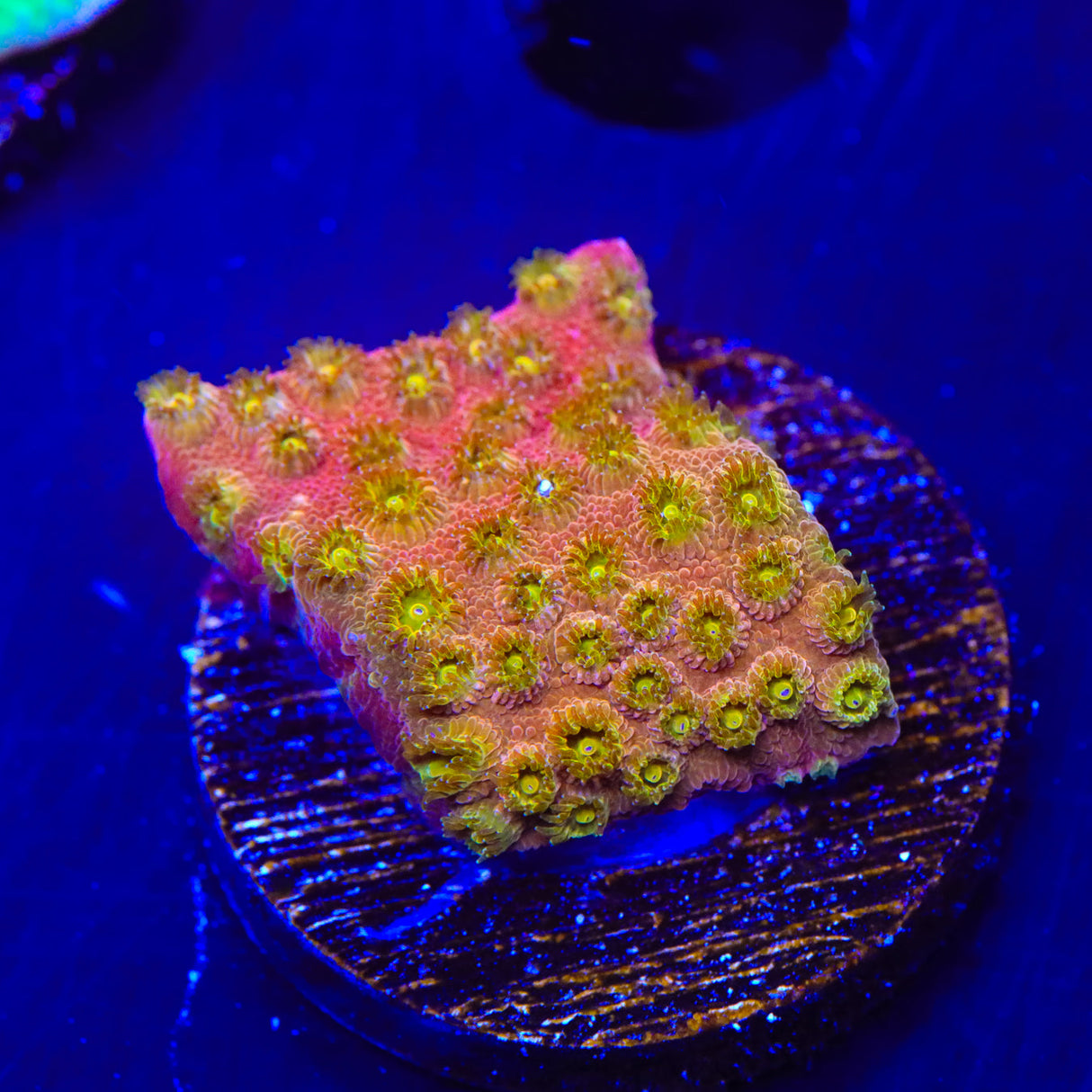 24k Gold Cyphastrea Coral