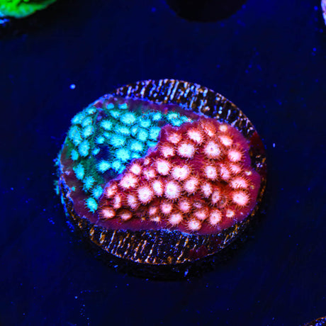 JF Fender Bender Grafted Cyphastrea Coral