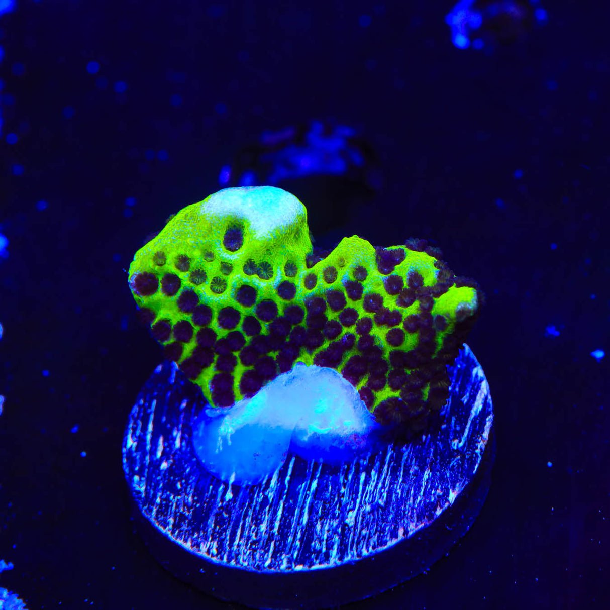 ORA Green Spongodes Montipora Coral - Top Shelf Aquatics