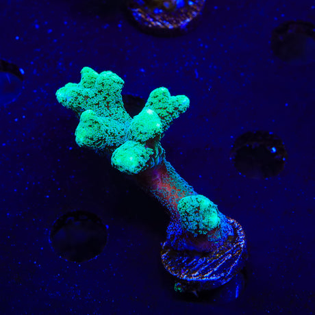 TSA Fuzzy Birdsnest XL Frag Coral