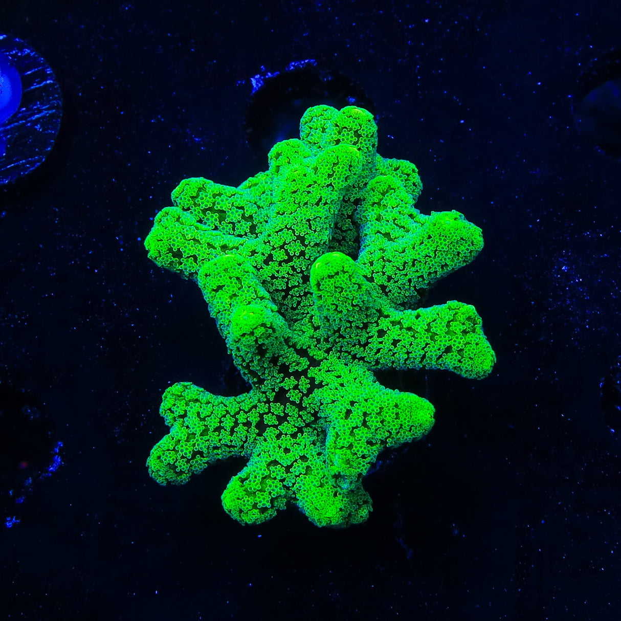 TSA Neon Green Birdsnest Coral