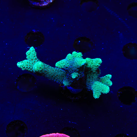 TSA Fuzzy Birdsnest XL Frag Coral