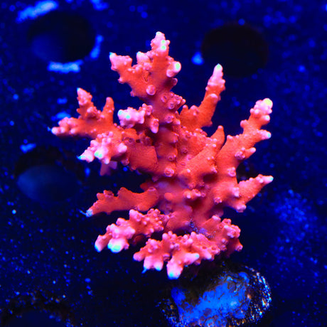 JF TNT Anacropora Coral