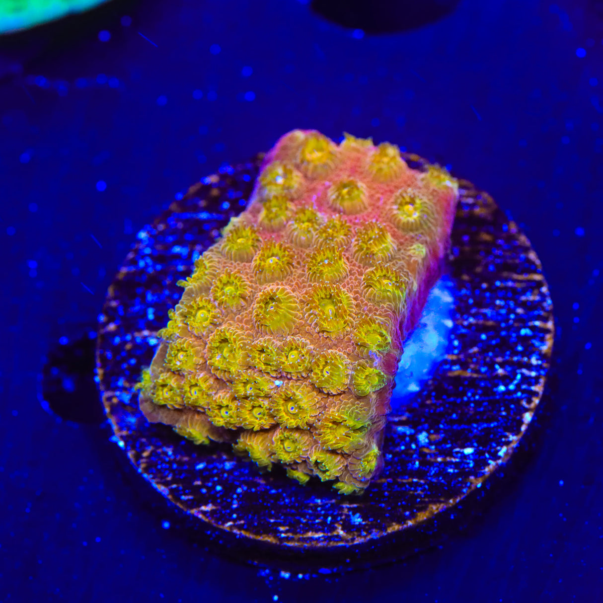 24k Gold Cyphastrea Coral